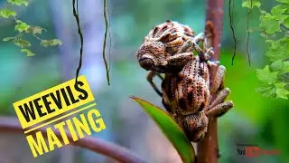 Weevils mating | Busy insects #14 | Fluttering Leaves