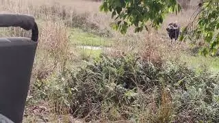 Tiger Sighting in the Tala Zone of Bandhavgarh National Park