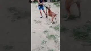 Combai Dog breed #short #viral #youtube