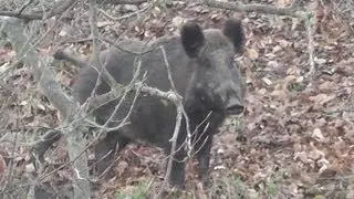 Running hares and a very angry wild boar (Sus scrofa)