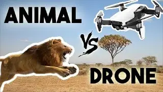 FUNNY Animals vs Drones Compilation