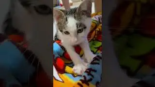 新入り猫のモミモミ#cat #子ネコ #可愛い猫 #kitten #猫好きさんと繋がりたい #猫 #猫のいる暮らし #新入り猫