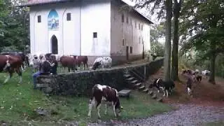 Baffidigatto, le vacche di Valter e Lauro al Mazzucco