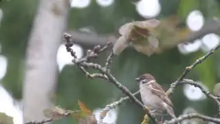 Varblane uurib &uuml;mbrust