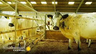 These British Cows Spend their Winters Indoors ❄️ Wild Tales from the Farm | Smithsonian Channel