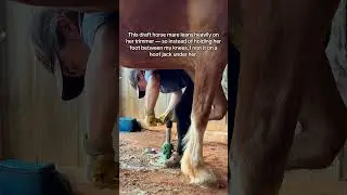Tip to Save Your Back | ASMR Hoof Trimming #hooftrimming #farrieradvice #horsehack #hoofcaretip