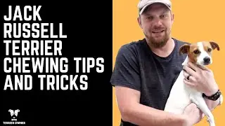 Jack Russell Terrier Puppy Chewing | Tips and Tricks