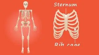 1 minute to master Human bone Names/Quick Anatomy:Human bones in 60 seconds 