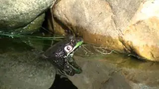 Green Frog, Rana clamitans (青蛙）
