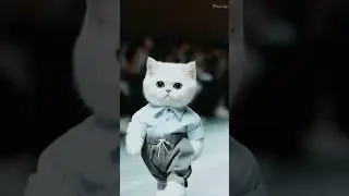 Kitty Kingdom