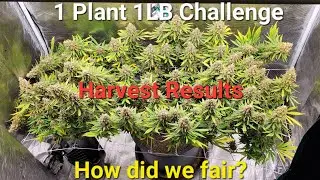 1 Plant 1 Pound challenge in a 2x4 tent (TrainWreck) here are the results!