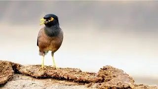 Mystical Myna bird sounds| Nature&rsquo;s Best Voice Artist
