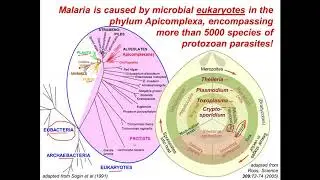Experimental Genome Science || 6   1   Lecture 20  Plasmodium Genomics I