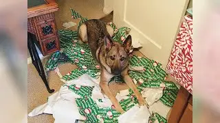 CATS & DOGS vs CHRISTMAS PRESENTS - Funniest PET VIDEOS