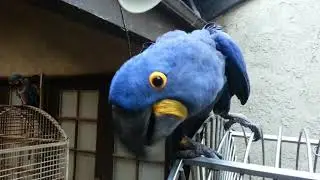 Jessica the Hyacinth Macaw saying hello