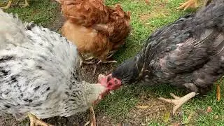 ラテが青春真っ只中