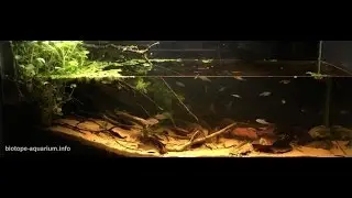90L Akwarium - Ameryka Południowa biotop rzeki Miri&ntilde;ay.