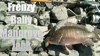 Frenzy Mangrove Jack💥3 hours 3 Baby Mj!💥(ultralight fishing)