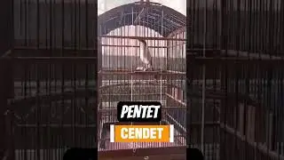 cendet || pentet #pancingancendet #masterancendet #pancinganpentet #masteranpentet #cendet #pentet