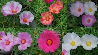 7 COLORS JUMBO PORTULACA COLLECTION - Pathumani - table rose - available whatsapp : 9361427377