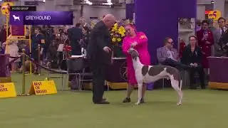 Greyhounds | Breed Judging 2026