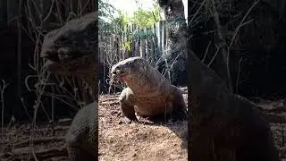 Amazing Komodo dragon attacking goat
