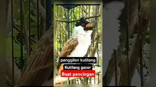 suara burung kutilang gacor emosi memanggil lawan