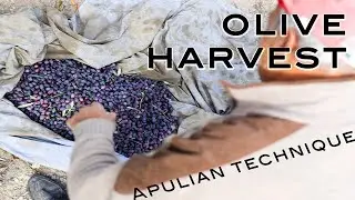 Picking Olives by Hand - NO MACHINE
