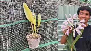 Cattleya maxima coerulea (đ&atilde; b&aacute;n) bao ship 0915404915