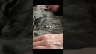 Why Your Cat Sleeps Next to Your Head