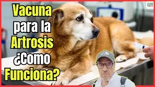 🦴🐶 ¿COMO FUNCIONA LA VACUNA PARA LA ARTROSIS LIBRELA?🦴🐶