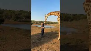We can learn so much from rescuing animals - this amazing giraffe bull is so cool! #reels #wow