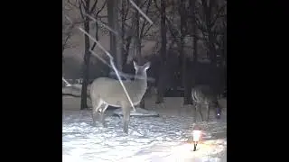 Just hanging around.  #deer #wildlife 