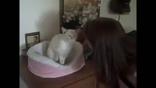 Bella - my sweet little Flame Point Siamese kitty