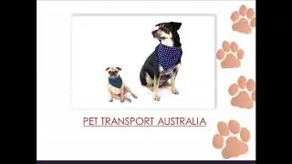 Domestic Pet Transport | Aeropets
