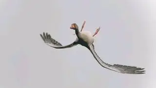 Goose Flying Upside Down Is Simply Showing Off, Say Experts