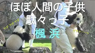 【楓浜イヤイヤ回収劇ママの🍎を拝借しようとしたら飼育員さんサッと回収😂】おリンゴ満喫😋/飼育員さんがやって来るゴールデンタイム#ぽめぱん #PandaChannelbypomeranianfilm