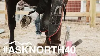 How to Pick up Your Horse's Feet Properly