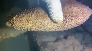Diving to catch gold sea cucumber, squid, shrimp, eel, crab, lobster, Octopus, snail / Seafood 2026