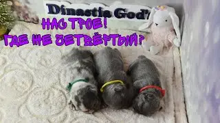 Мы родились! Щенкам чуть больше двух недель! Но всё пошло не по плану... 