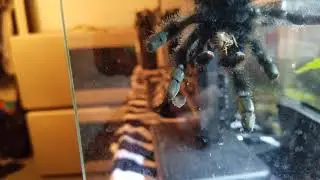 My beautiful Pink toed tarantula feeding time!
