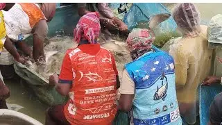 Natural net fishing