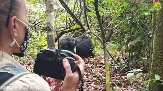 Mahale Mountains National Park - Chimpanzee Tracking