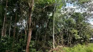 Watching the birds in the jungle here in Ecuador