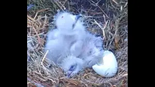 Kisatchie National Forest E 1 Nest 01 22 26🦅🍁 Congrats Louis II & Anna II on your 2nd hatch🦅🍁