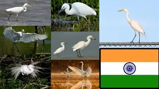 Different Types Of Egret Species In India 🇮🇳
