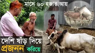 ৬০ হাজার টাকা মাসিক আয় শুধু গরু প্রজনন করে/গরু প্রজনন কেন্দ্র/Cow Matting/কৃষি বাড়ি/Krishi bari