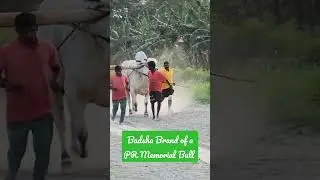 Badsha  PR memorial bull kunchenapalli Guntur