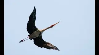 Painted storks at Anekal 2012