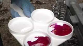 California Milk Test for Texel Sheep